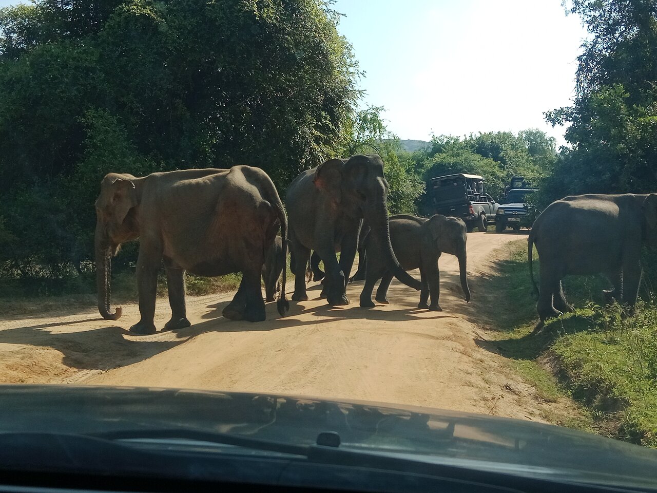 Elephant
